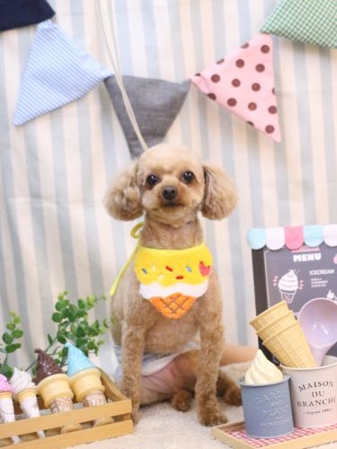 20250505ビスコくん